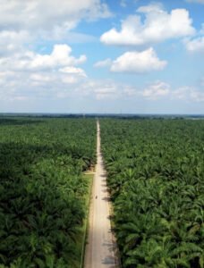 Sawit Lampung, drone By Sewa Drone Jogja